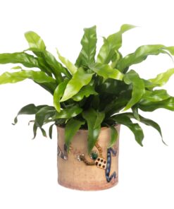 Übertopf bemalt Frosch - 1